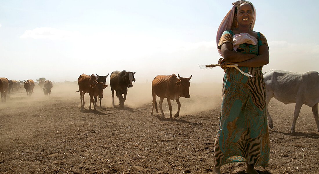 Cattle and herd in Ethiopia