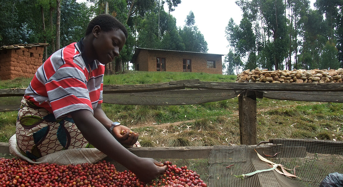 Kaffeplukker i Burundi. Foto: Counter Culture Coffee, Flickr