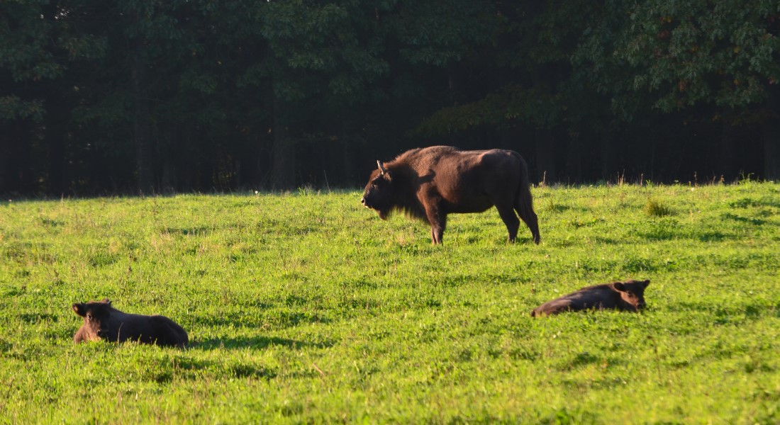 Europæisk bison i Almindingen på Bornholm. Foto: James Edward Bourne/Colourbox
