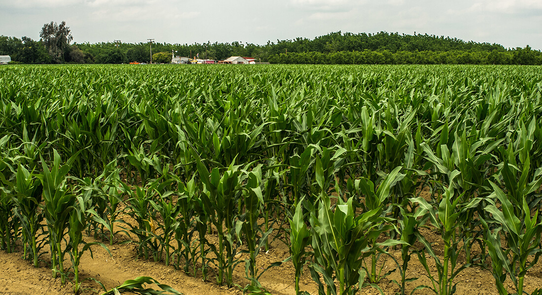 GM corn field in USA. 