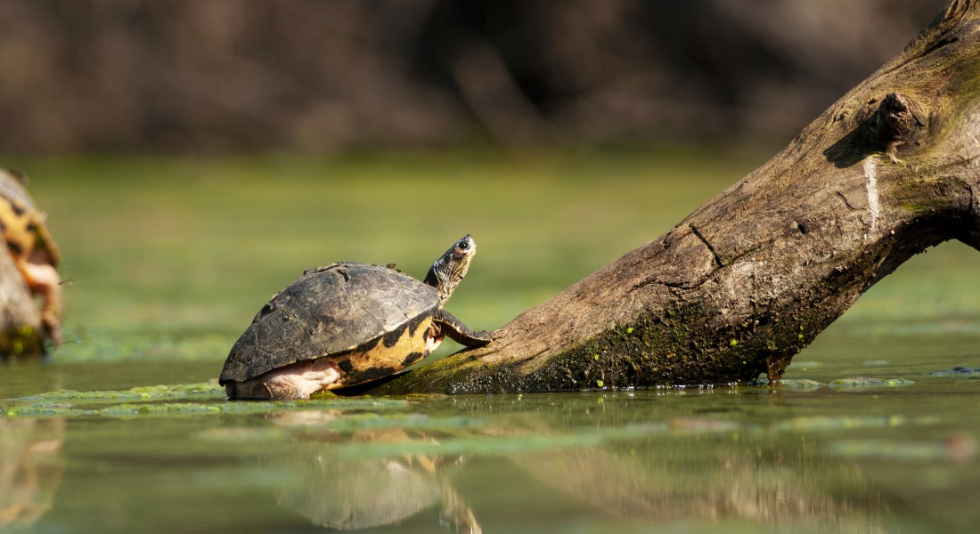 Turtle in water. Photo: Colourbox