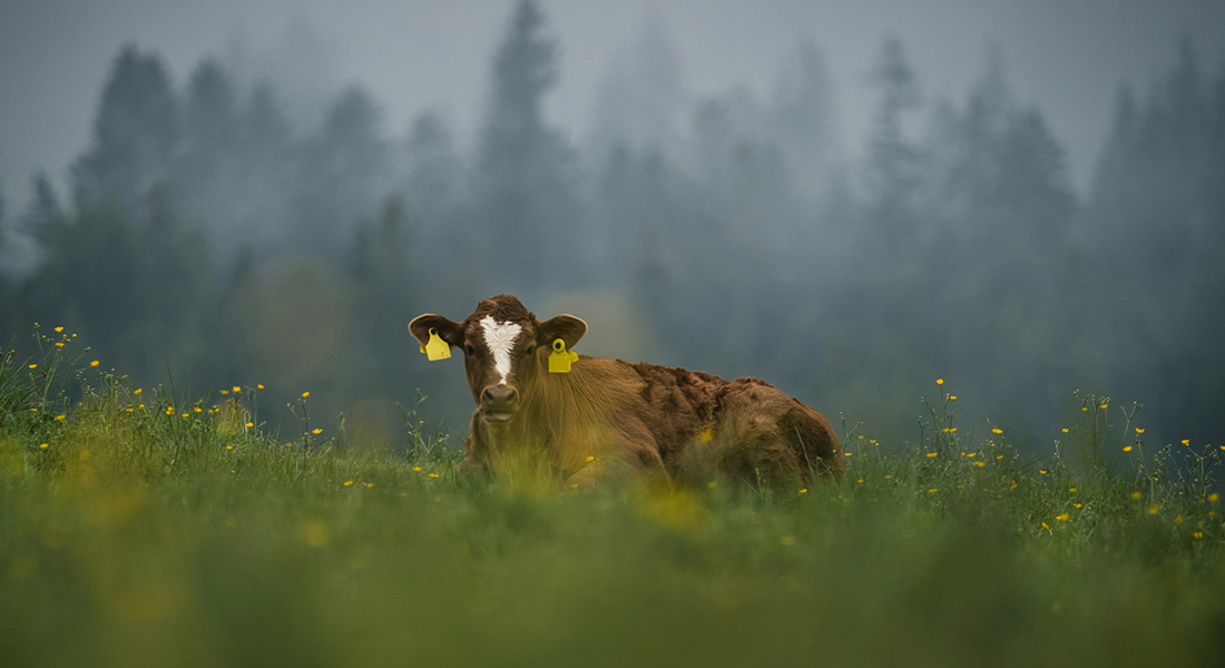 Køer. Foto: Hansjörg Rath, Unsplash
